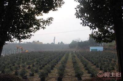 皓康耐老化高强蓝莓花卉果蔬种植袋 专业美植袋厂家的优质选择