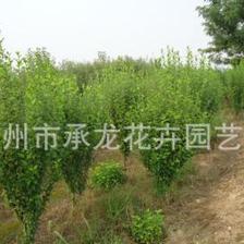 青州直销优质木槿 品种特点、价格与购买指南