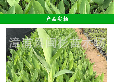 美人蕉水生草本绿植 园林绿化与化妆品原料的理想之选