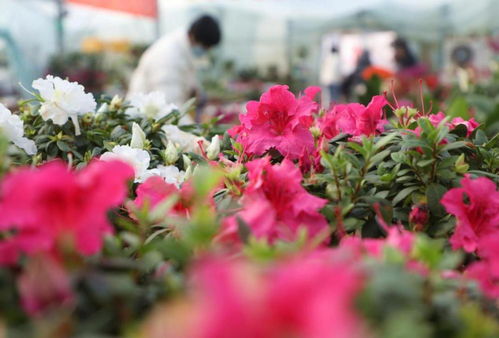 沂蒙老区群众借助互联网技术选购花卉迎新春